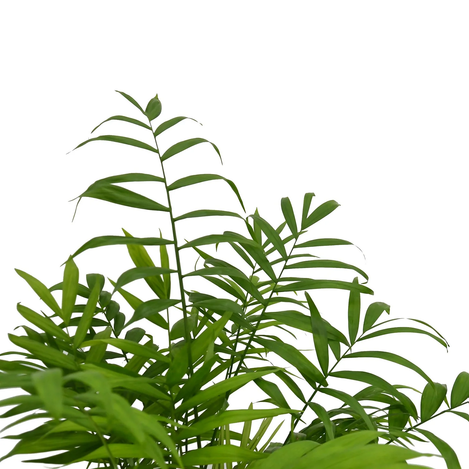 None Chamaedorea (Parlour Palm) Palm - 19cm 2 None Chamaedorea (Parlour Palm) Palm - 19cm - Image 2