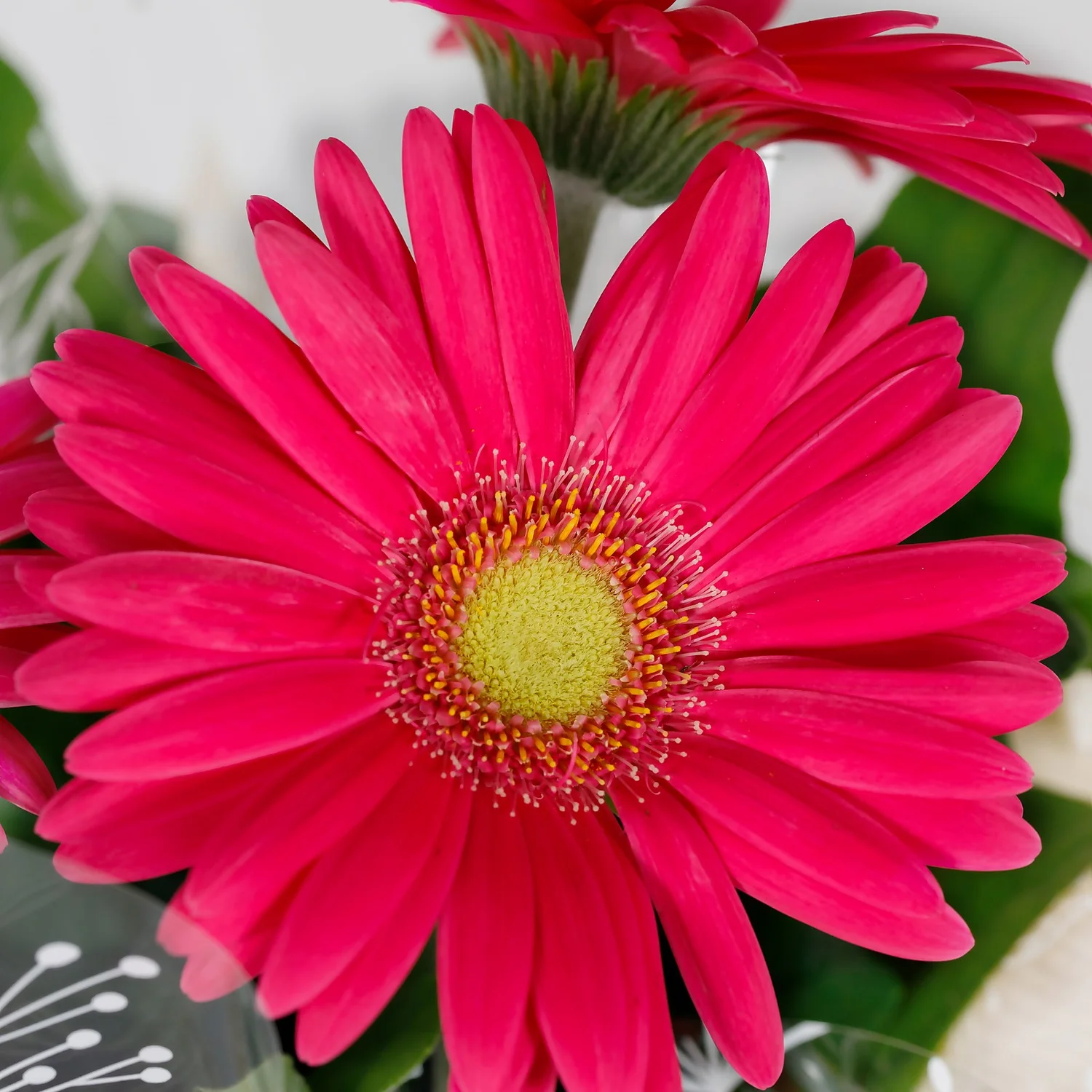 Gift Wrapped Gerbera - 12cm 3 Gift Wrapped Gerbera - 12cm - Image 3