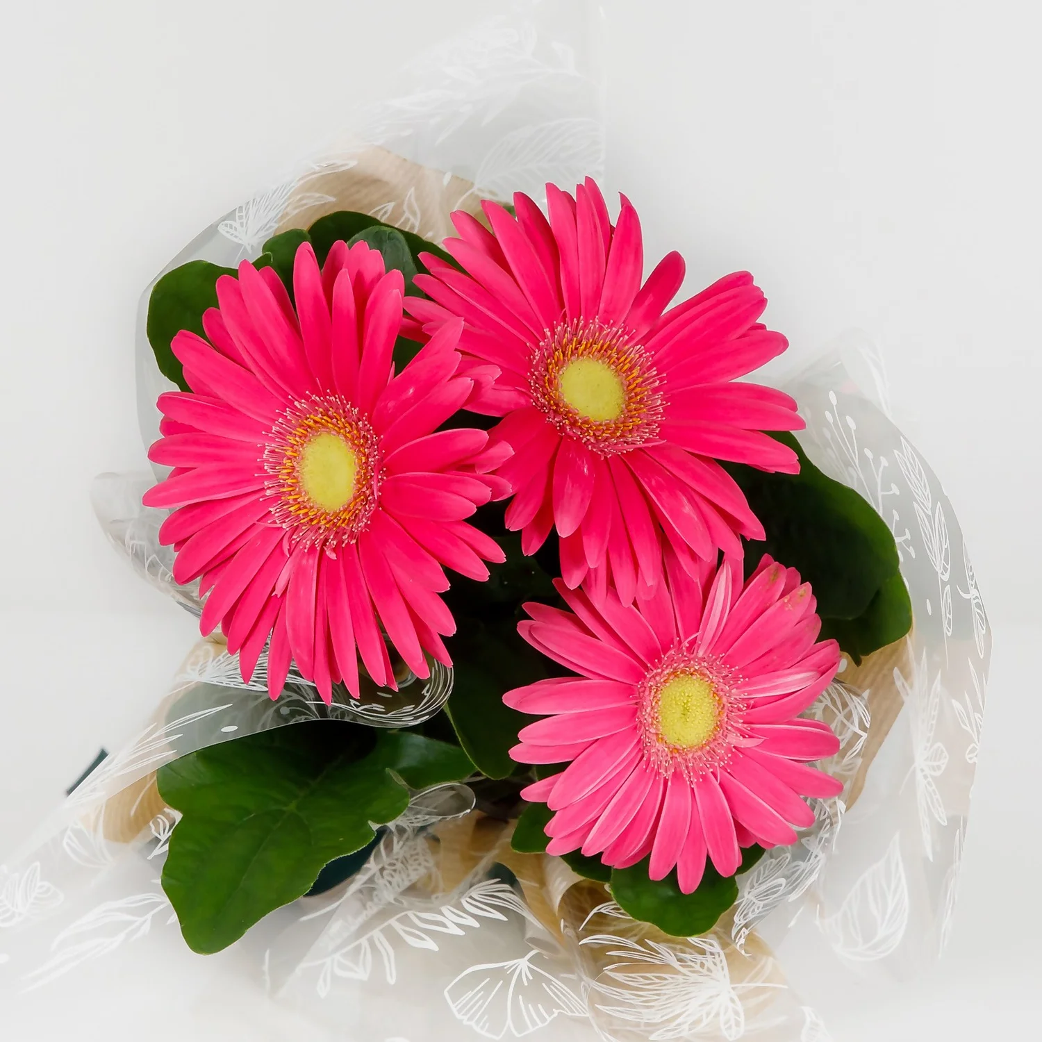Gift Wrapped Gerbera - 12cm 5 Gift Wrapped Gerbera - 12cm - Image 5