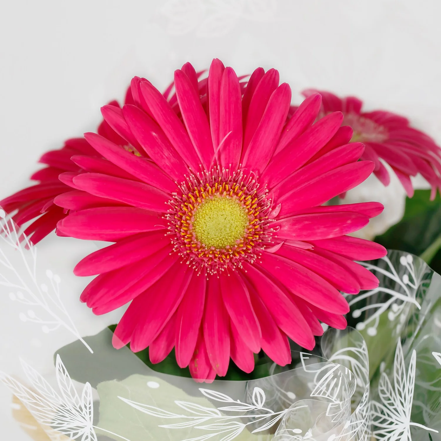 Gift Wrapped Gerbera - 12cm 2 Gift Wrapped Gerbera - 12cm - Image 2