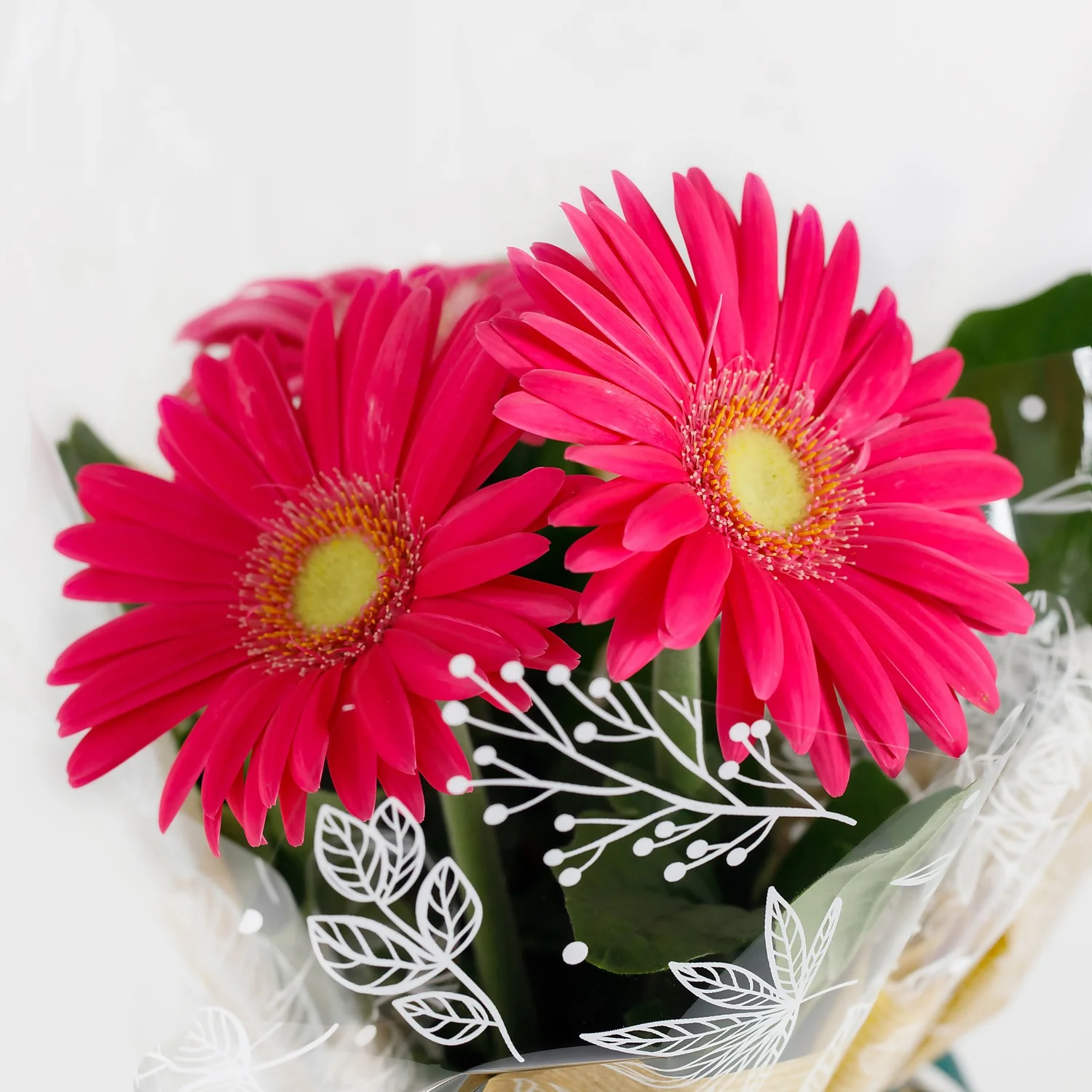 Gift Wrapped Gerbera - 12cm 4 Gift Wrapped Gerbera - 12cm - Image 4